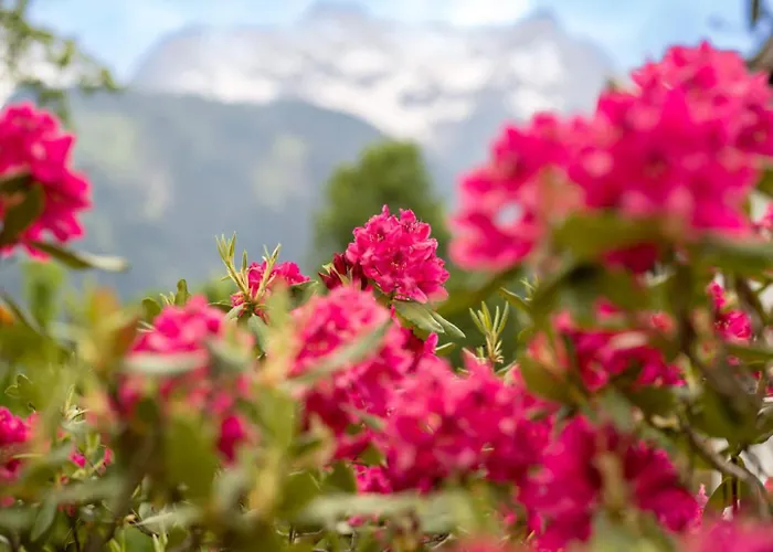Oblasser Gasthuis Mayrhofen